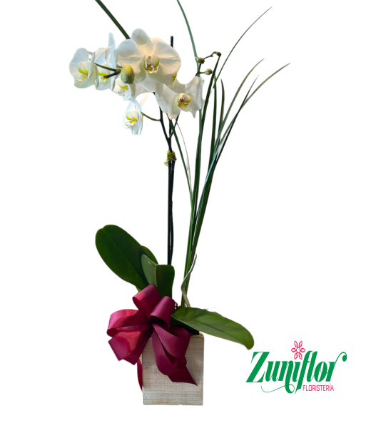 Planta De Orquídea Phalaenopsis