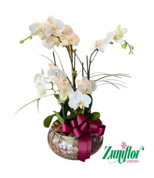 Orquidea Glam